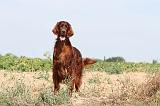 SETTER IRLANDAIS 002